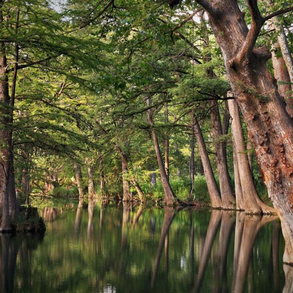a tree next to a body of water
