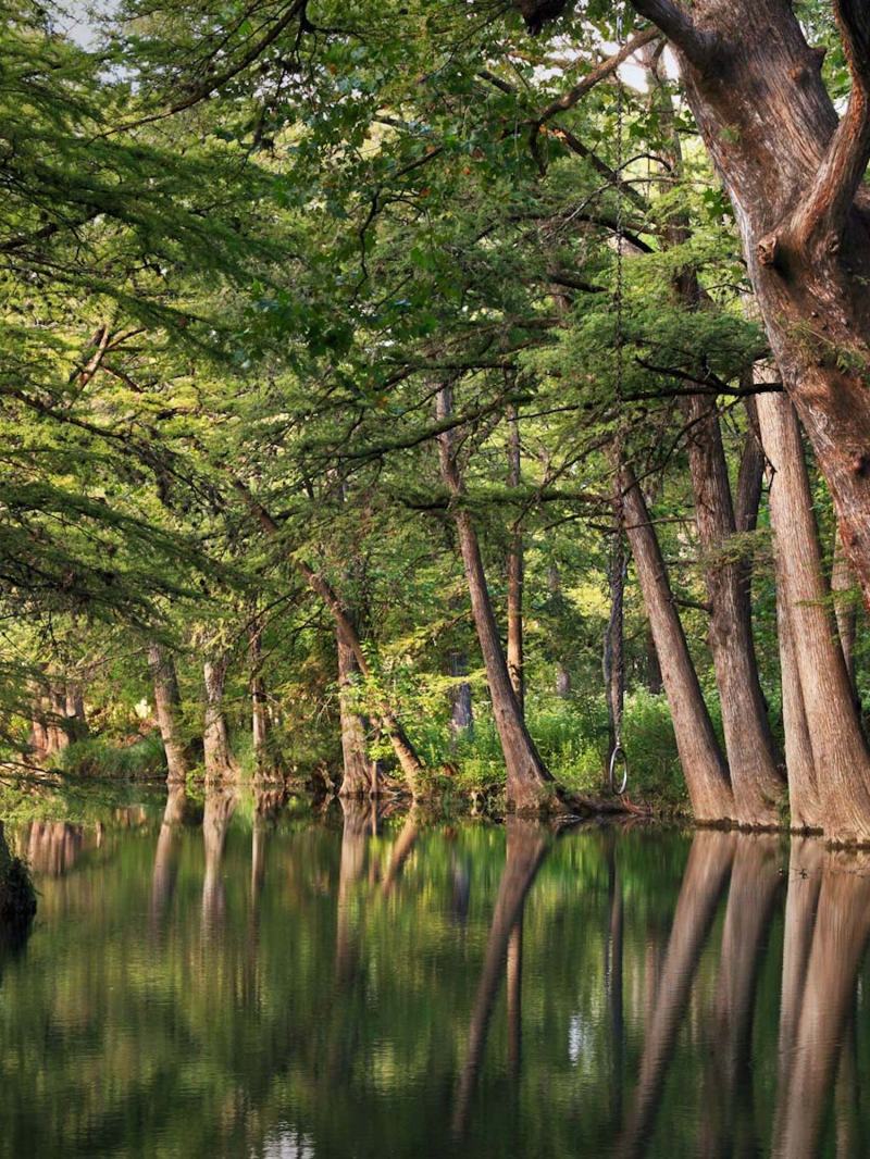 a tree next to a body of water