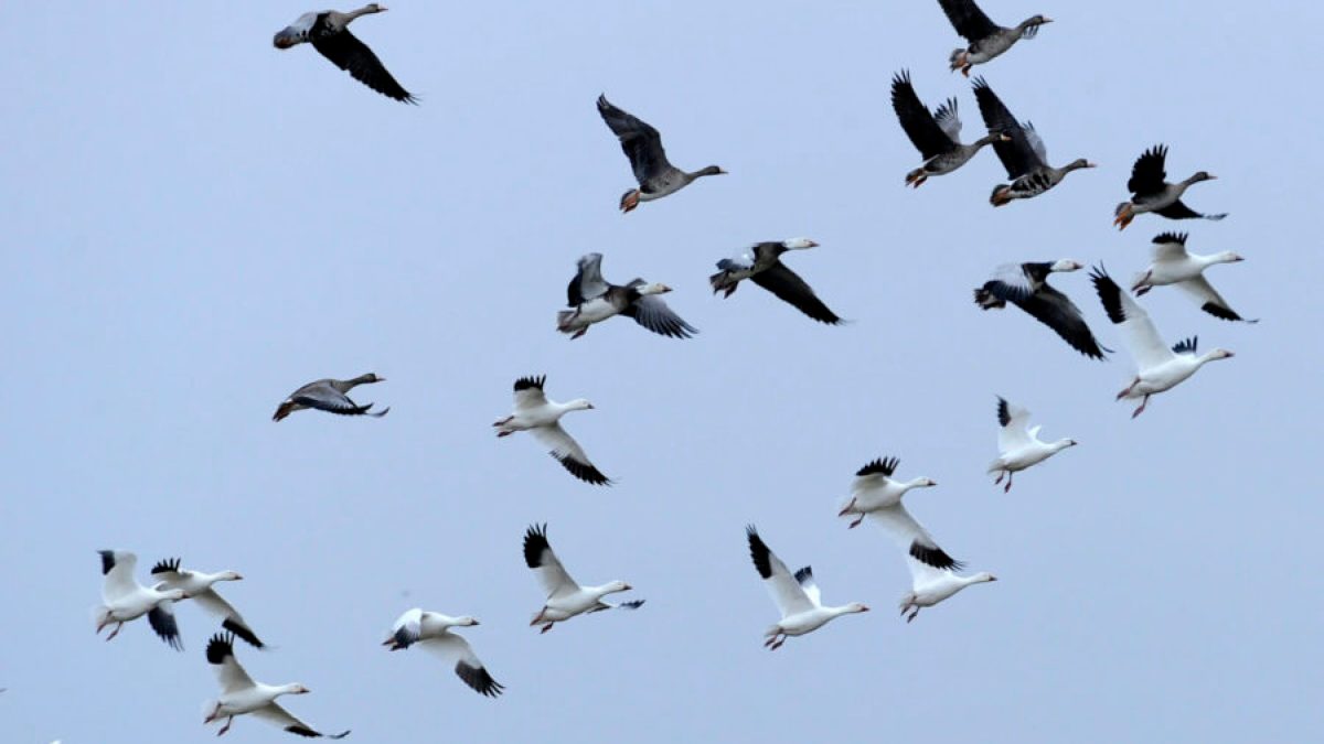 a flock of seagulls flying in the sky