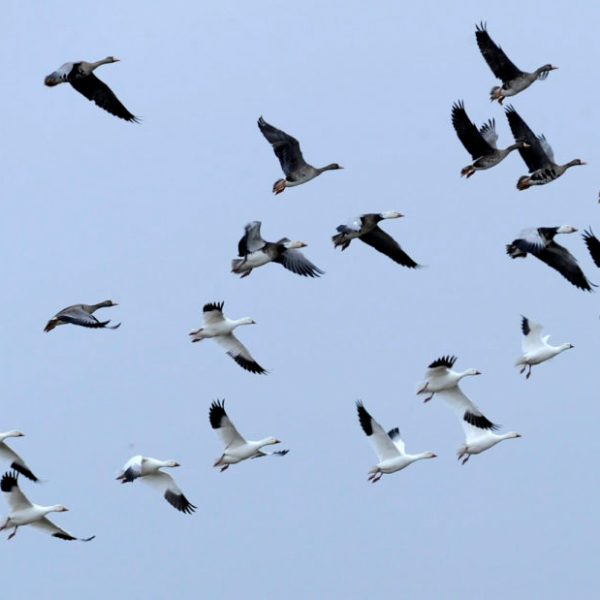 a flock of seagulls flying in the sky