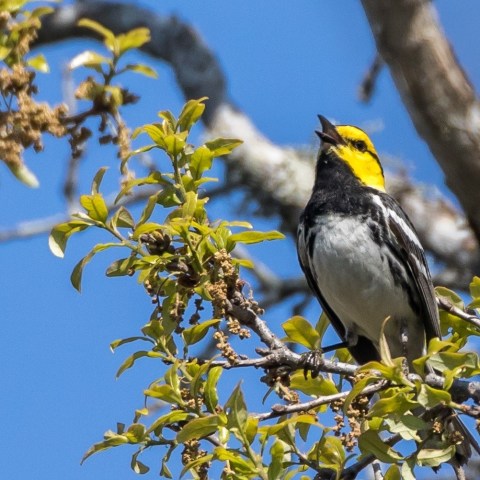 a bird sitting on a branch
