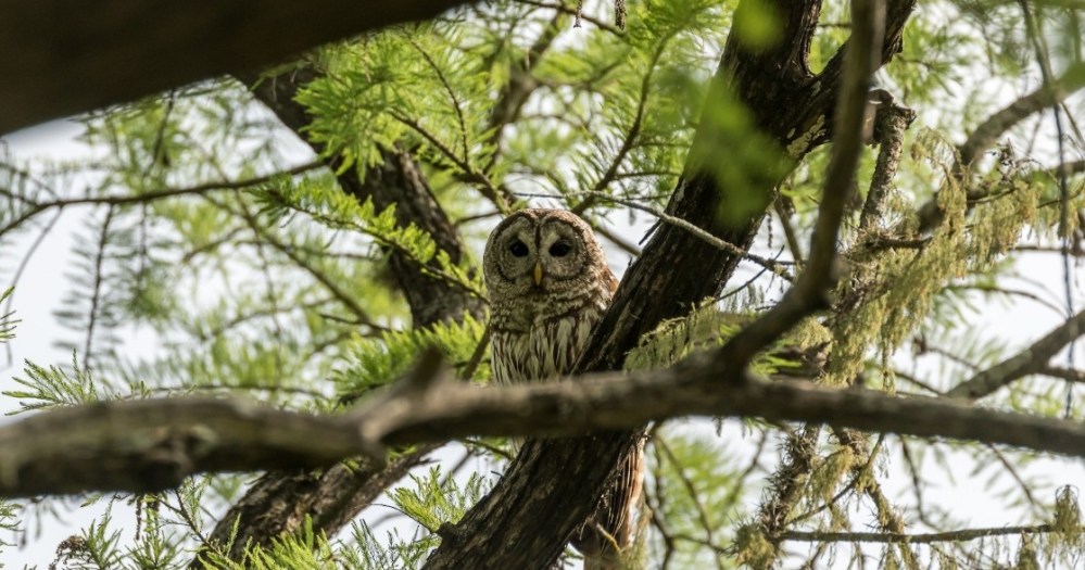 an owl perched on a tree branch