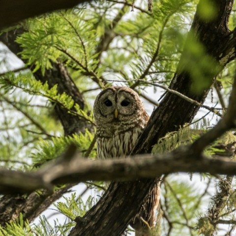 an owl perched on a tree branch