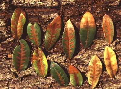 a close up of a plant