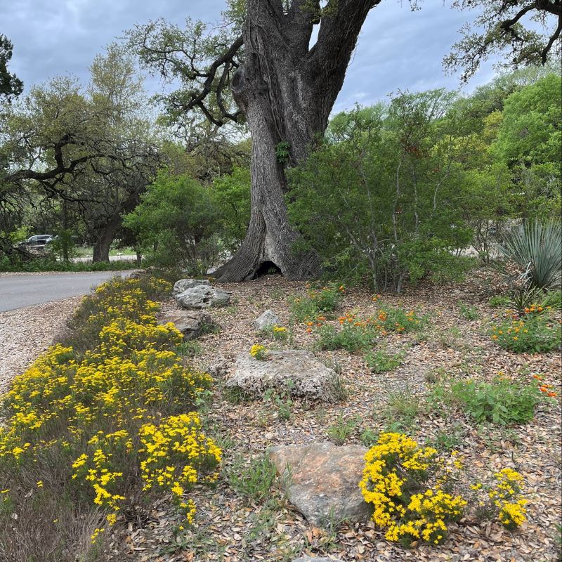 a close up of a flower garden