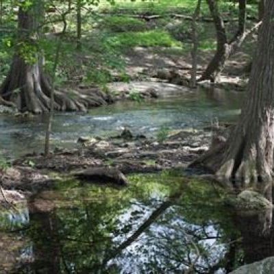 water next to a tree