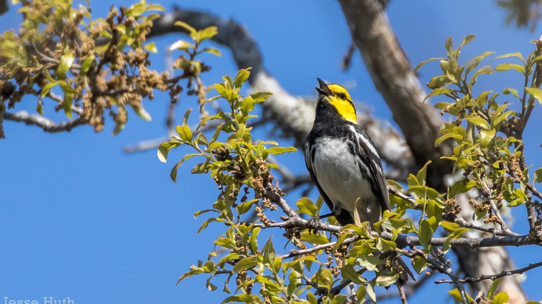 a bird sitting on a branch