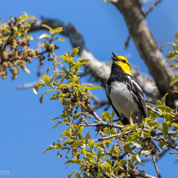 a bird sitting on a branch