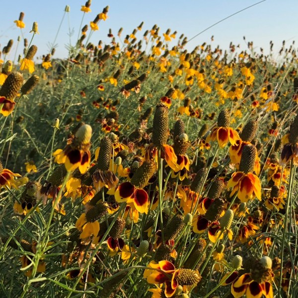 a group of orange flowers in a field