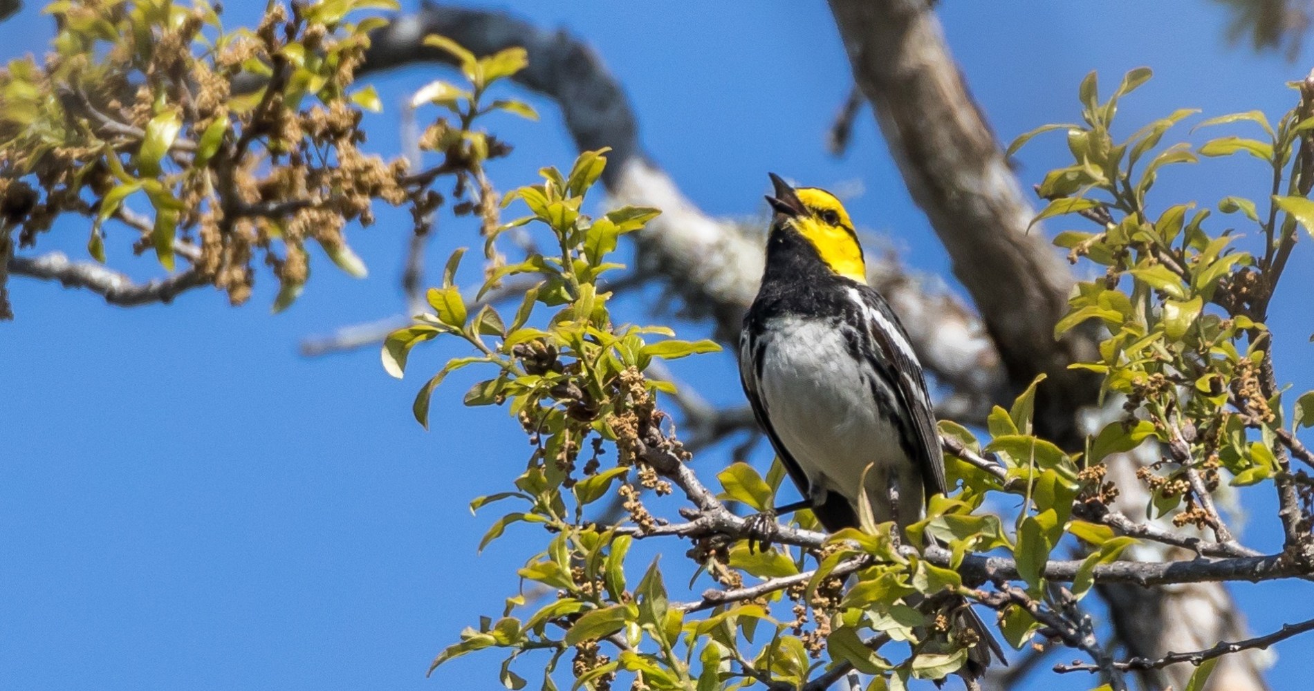 a bird perched on a tree branch