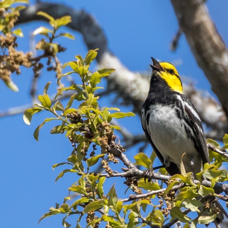 a bird perched on a tree branch