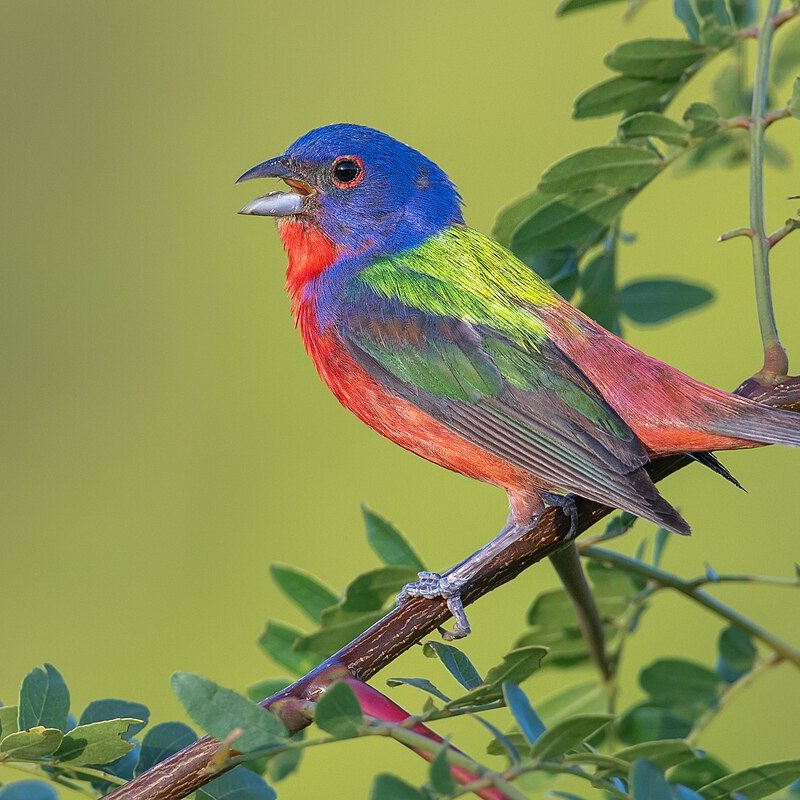 a colorful bird perched on a tree branch