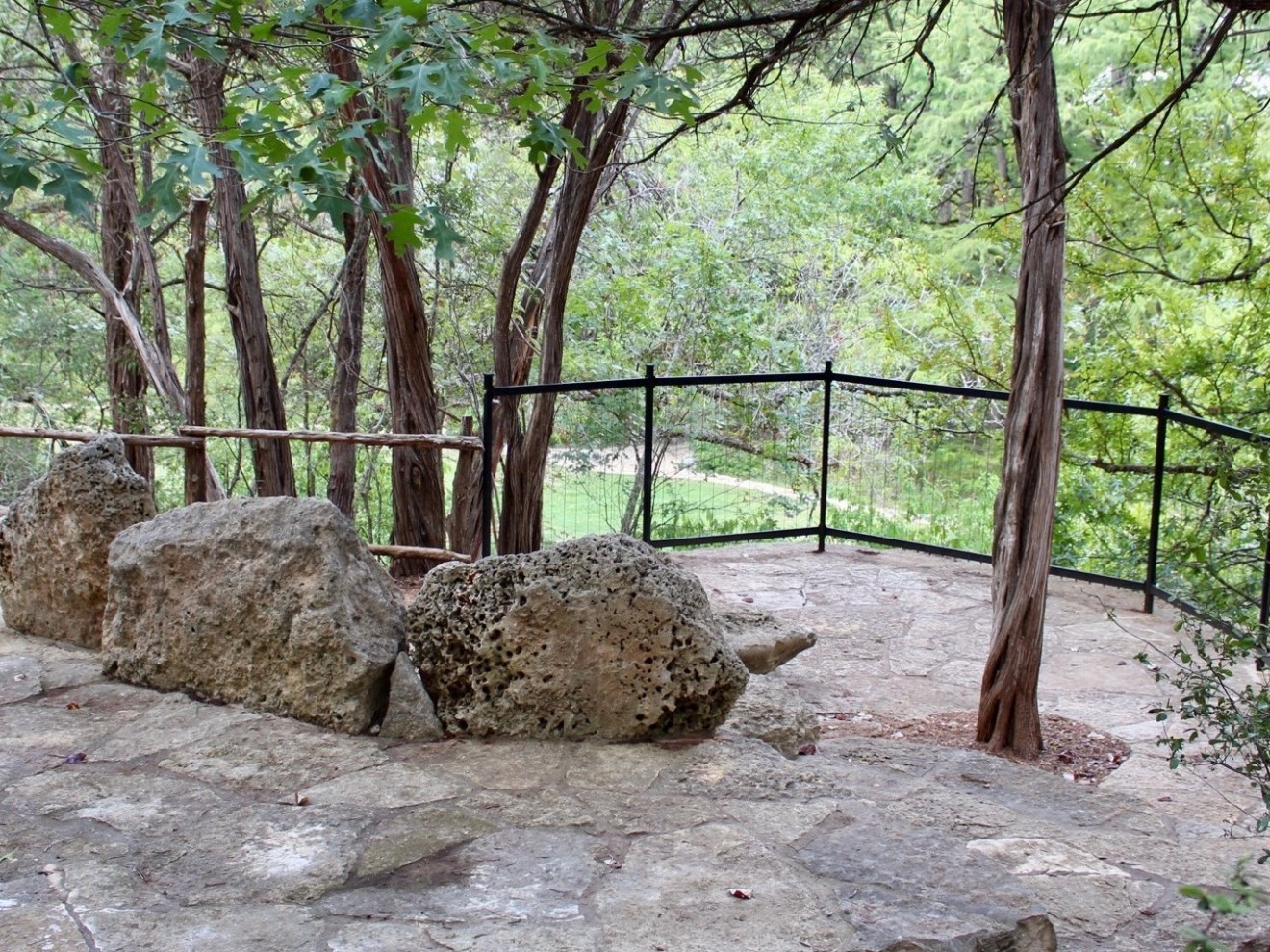 a giraffe eating leaves from a tree