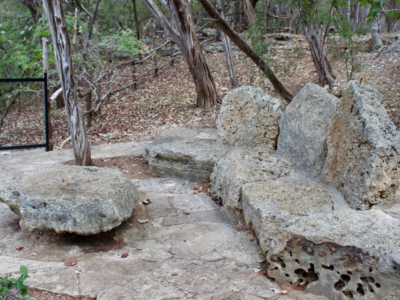 a close up of a tree