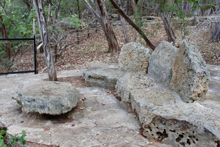 a close up of a tree