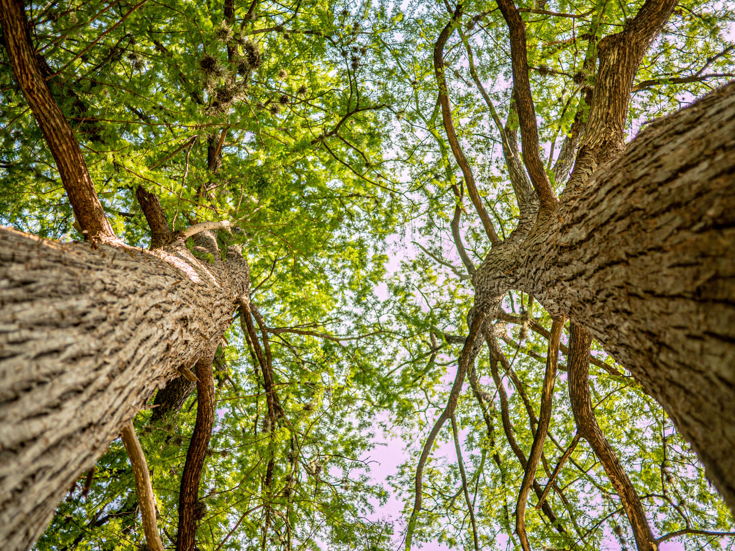 Cypress Creek Nature Trail & Preserve | Wimberley Parks