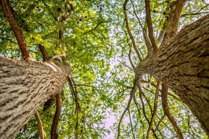 a tree in a forest