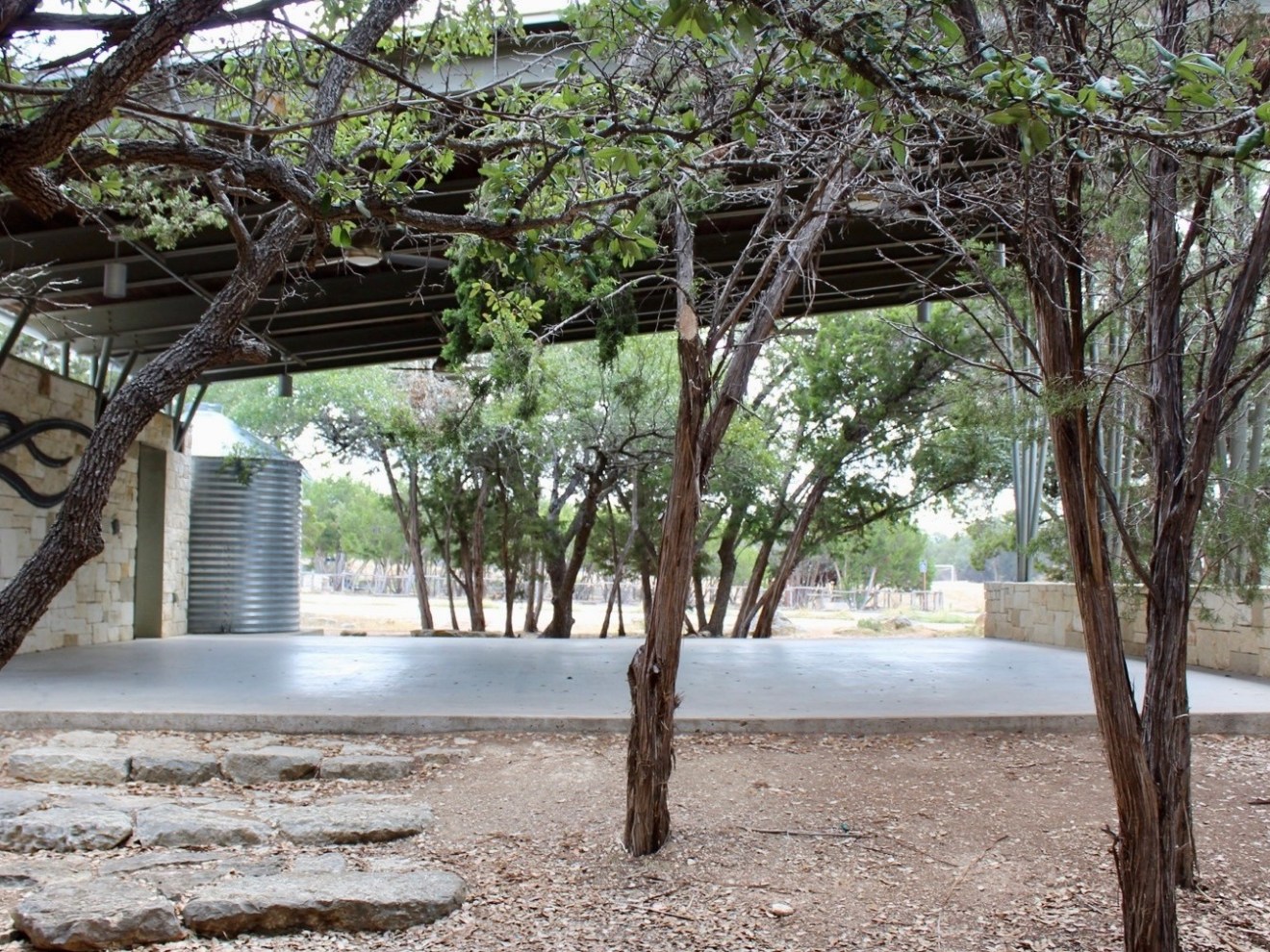 a close up of a tree