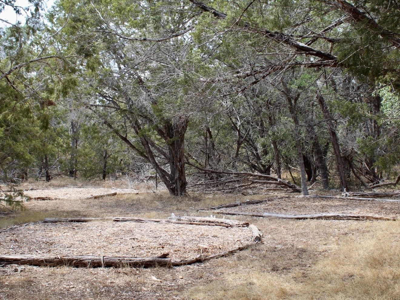 a tree in the middle of a dirt field