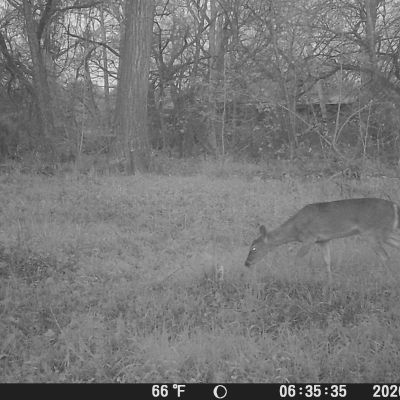 a zebra standing on top of a dry grass field