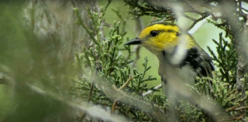 a bird sitting on a branch