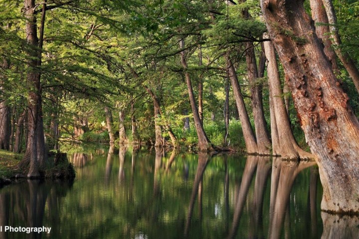 a tree next to a body of water