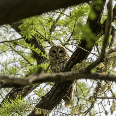 an owl perched on a tree branch