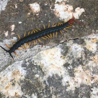 a close up of a rock