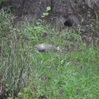 a bear that is standing on a lush green field