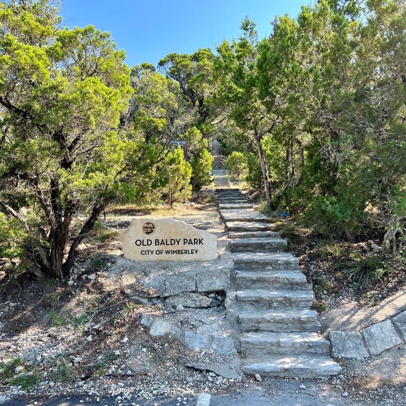 a close up of a tree