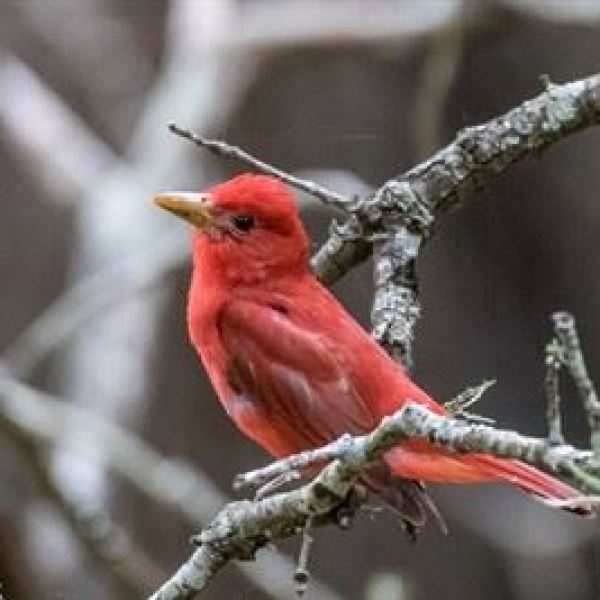 a small bird perched on a tree branch
