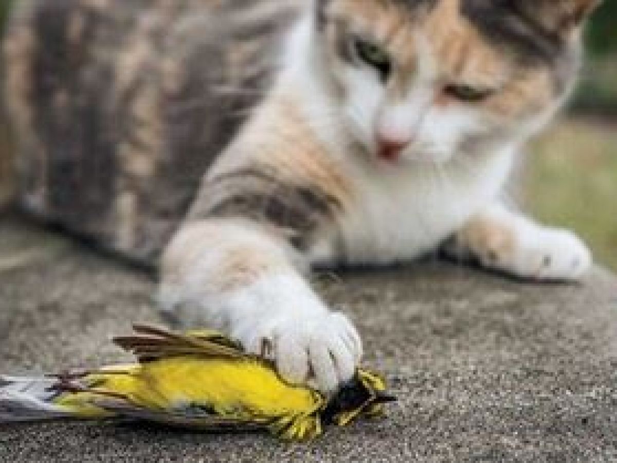 a close up of a cat