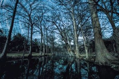 a tree in a forest