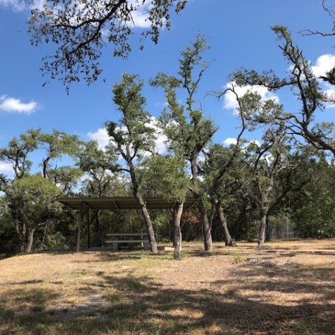 a giraffe standing next to a tree