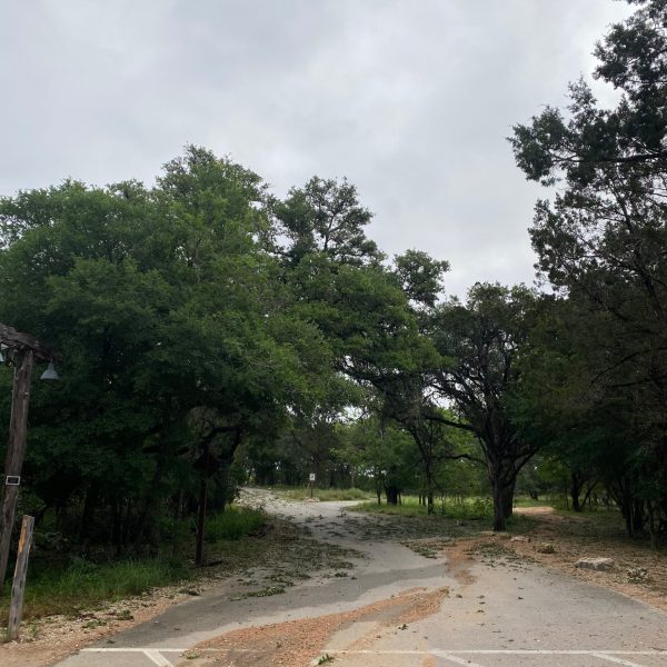 a tree on a dirt road