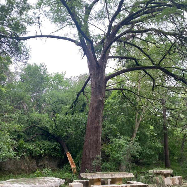 a stone bench next to a tree