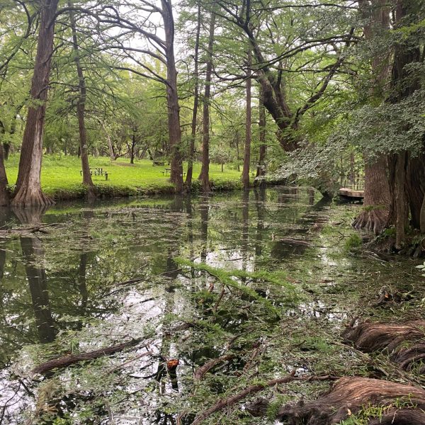 a large tree in a forest