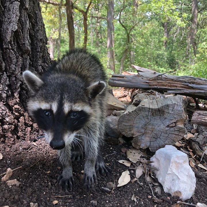a raccoon standing on a rock