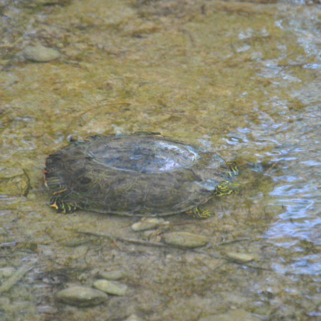 a close up of a reptile