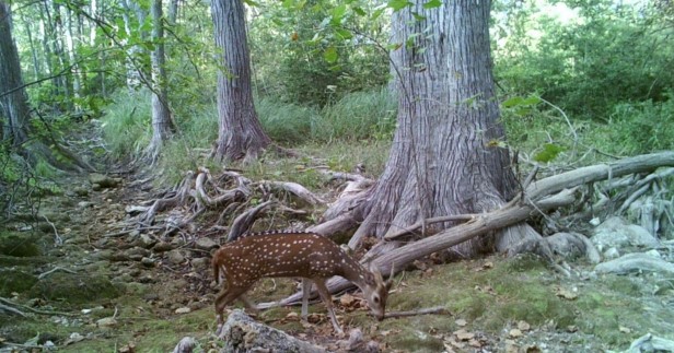 Axis Deer pic a deer standing next to a forest