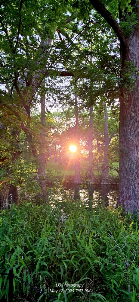 Sunset through trees by a pond with green foliage in the foreground.