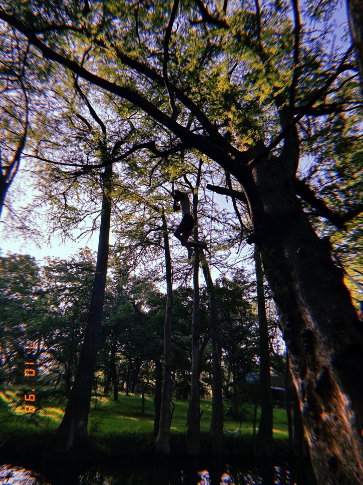Person climbing a tall tree in a forested area under a clear sky.