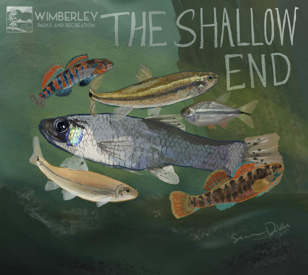 Illustration of various fish species on a green background labeled 'The Shallow End'.