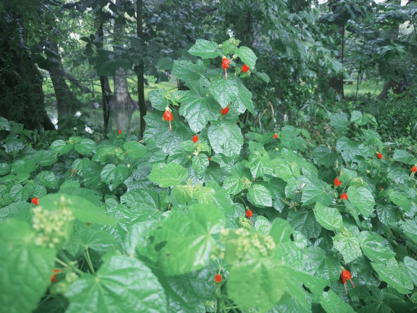 Green foliage with small red flowers in a forest setting.