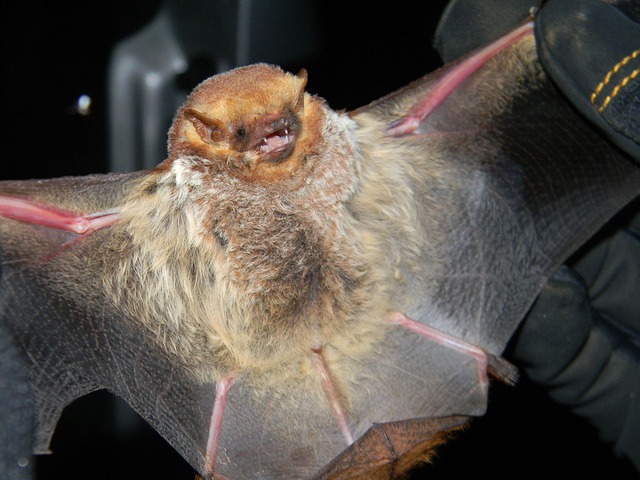 Close-up of a bat with spread wings held by a gloved hand.