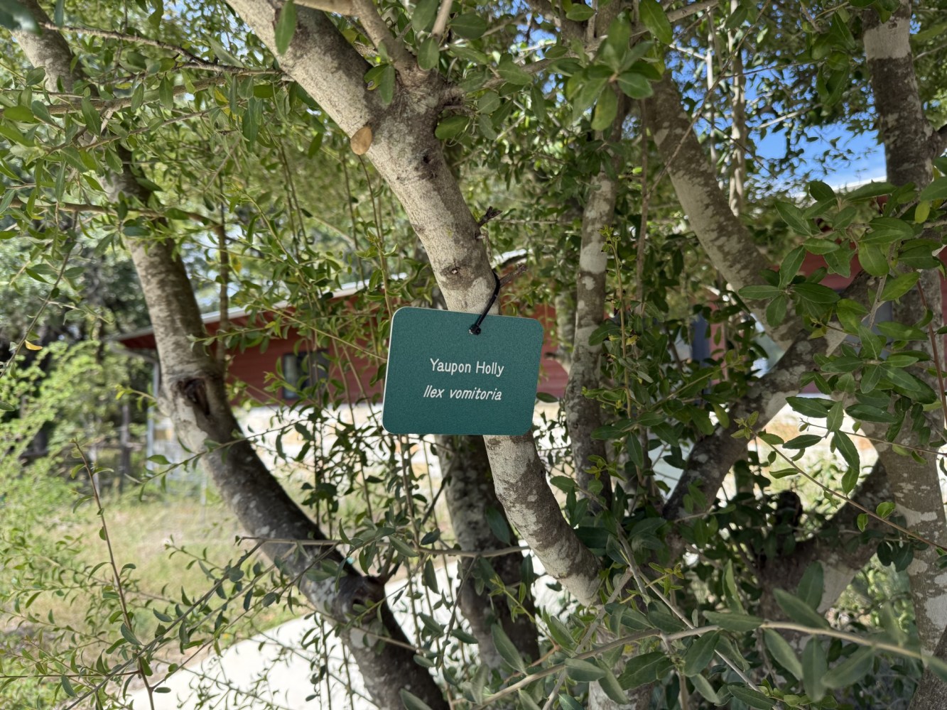 Yaupon Holly tree with a label showing its botanical name, Ilex vomitoria.