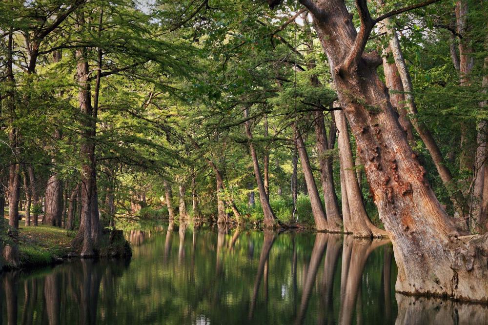 Tranquil forest scene with trees reflected in a calm river.