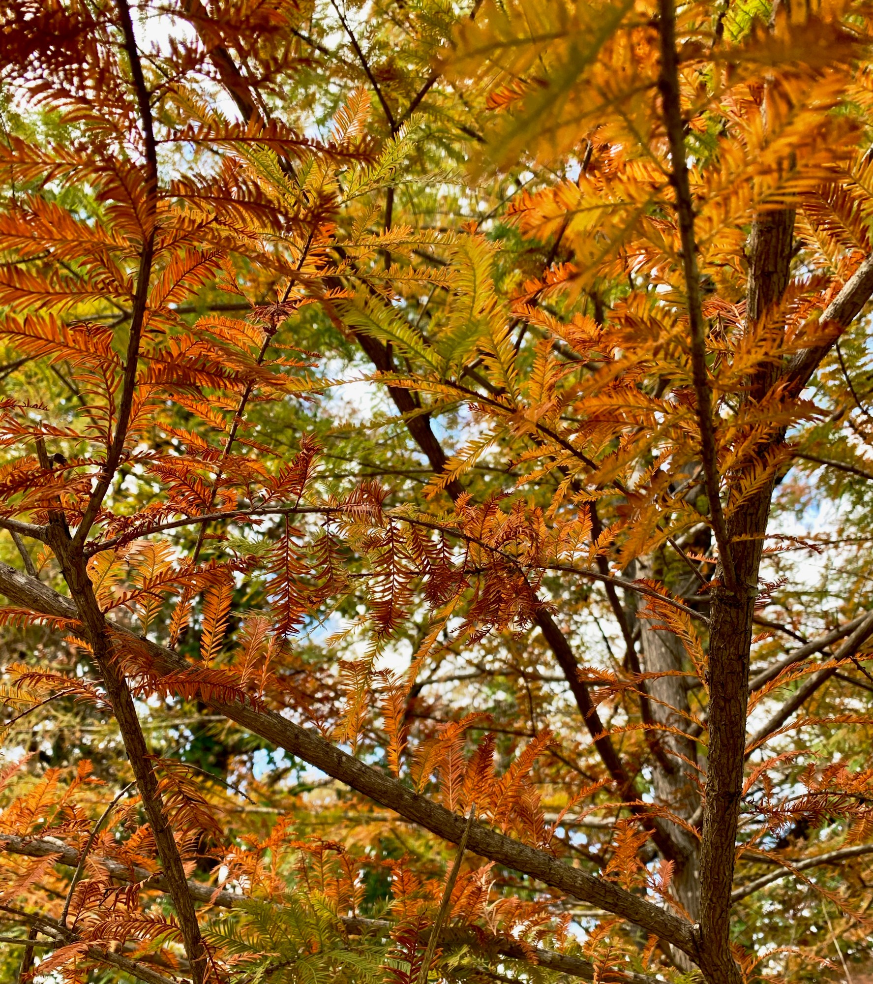 Branches with autumn leaves in orange and yellow hues against the sky.