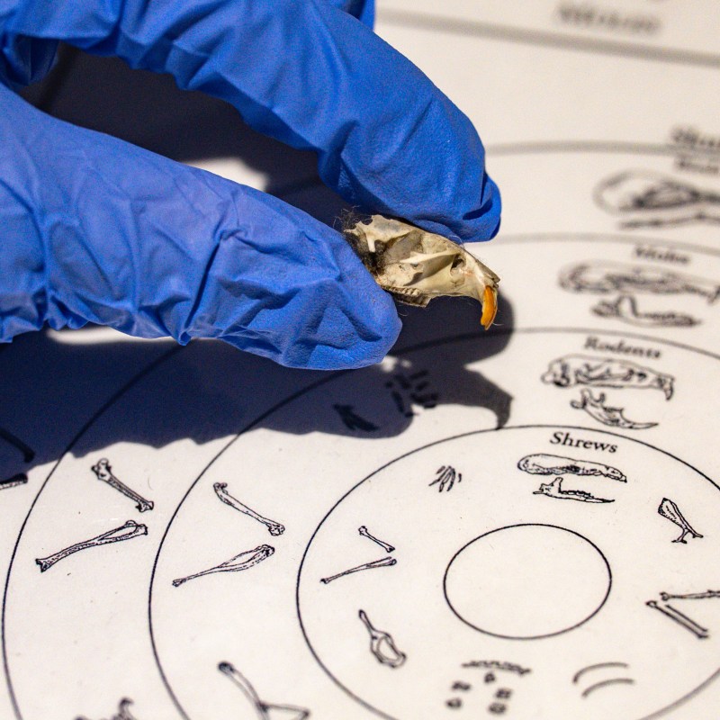 Blue-gloved hand holding an owl pellet over a bone identification chart.