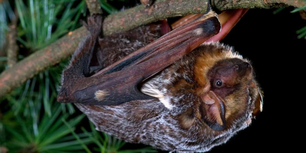 Bat hanging upside down from a tree branch at night.